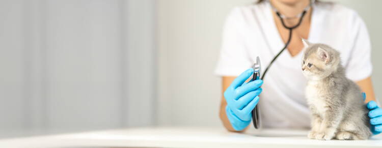 veterinarian-examines-playful-kitten-clinic-setting-with-focus-health-care.jpg